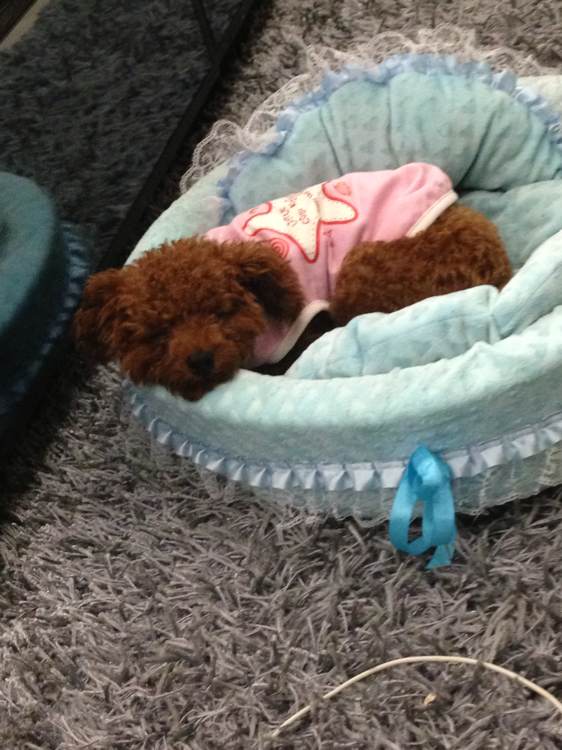 泰迪狗丢了找回来,泰迪狗丢了怎么找回来