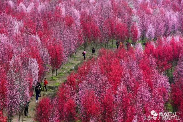四川德阳最美景区,德阳中江最好的镇