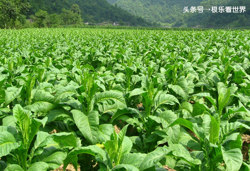 湖南哪里烤烟最多,湖南最大的烤烟基地