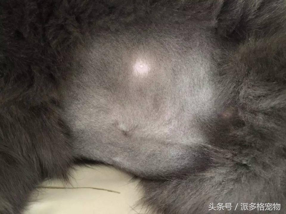 宠物肚皮上小秘密还挺多,当然手感也是一级棒!