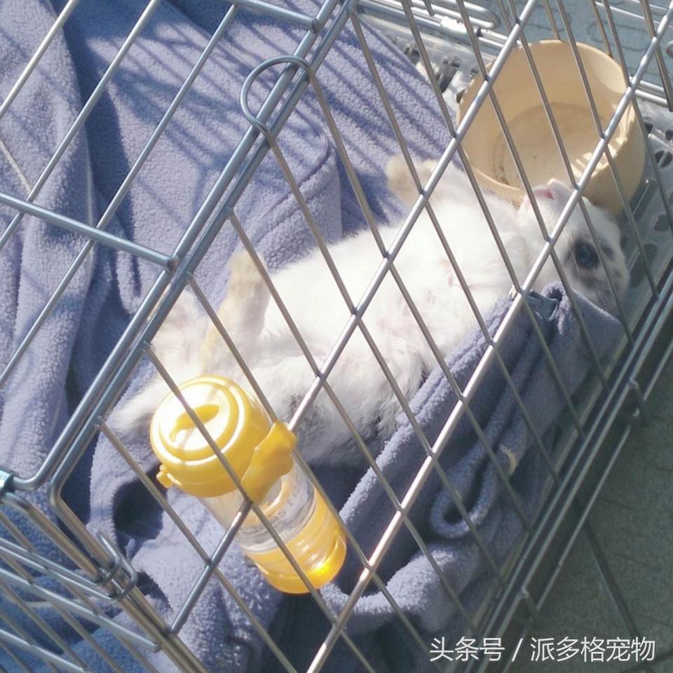 宠物肚皮上小秘密还挺多,当然手感也是一级棒!