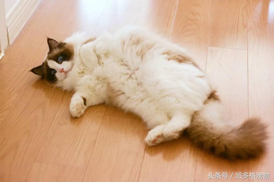 宠物肚皮上小秘密还挺多,当然手感也是一级棒!