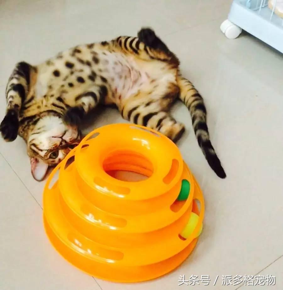 宠物肚皮上小秘密还挺多,当然手感也是一级棒!