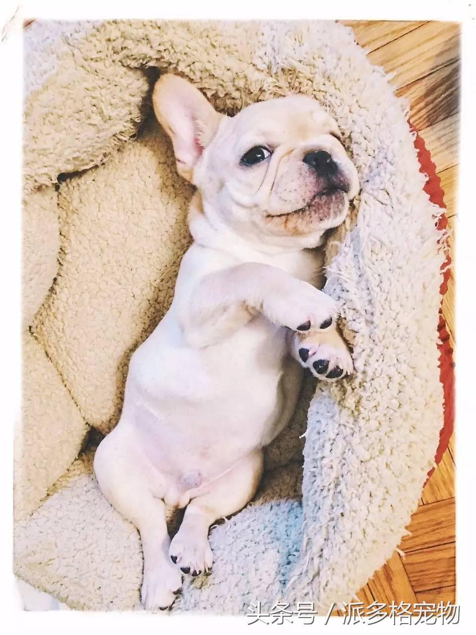 宠物肚皮上小秘密还挺多,当然手感也是一级棒!