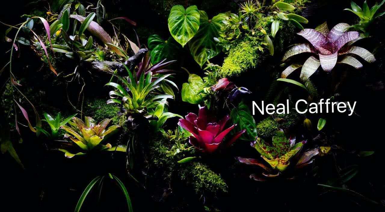 狼尾蕨造景方法,狼尾蕨的森林造景