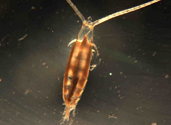 罗汉鱼选鱼技巧,金花罗汉用什么饵料好