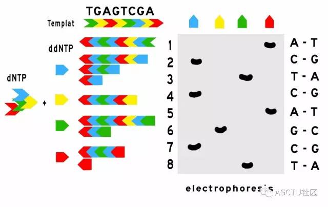 下一代测序技术原理,测序的原理