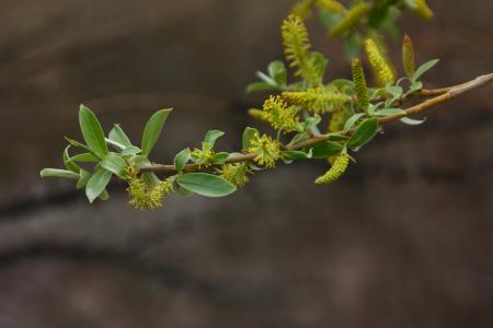 春季野菜大赏选对种类健康又美味,开春吃野菜的讲究