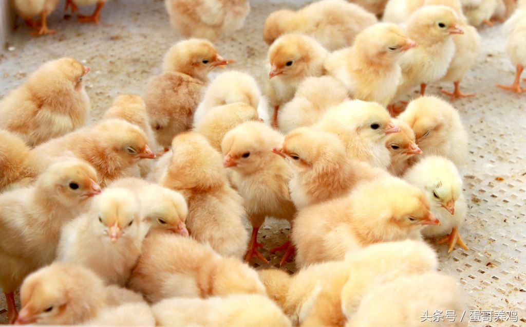 养鸡小鸡怎么管理,养鸡十年