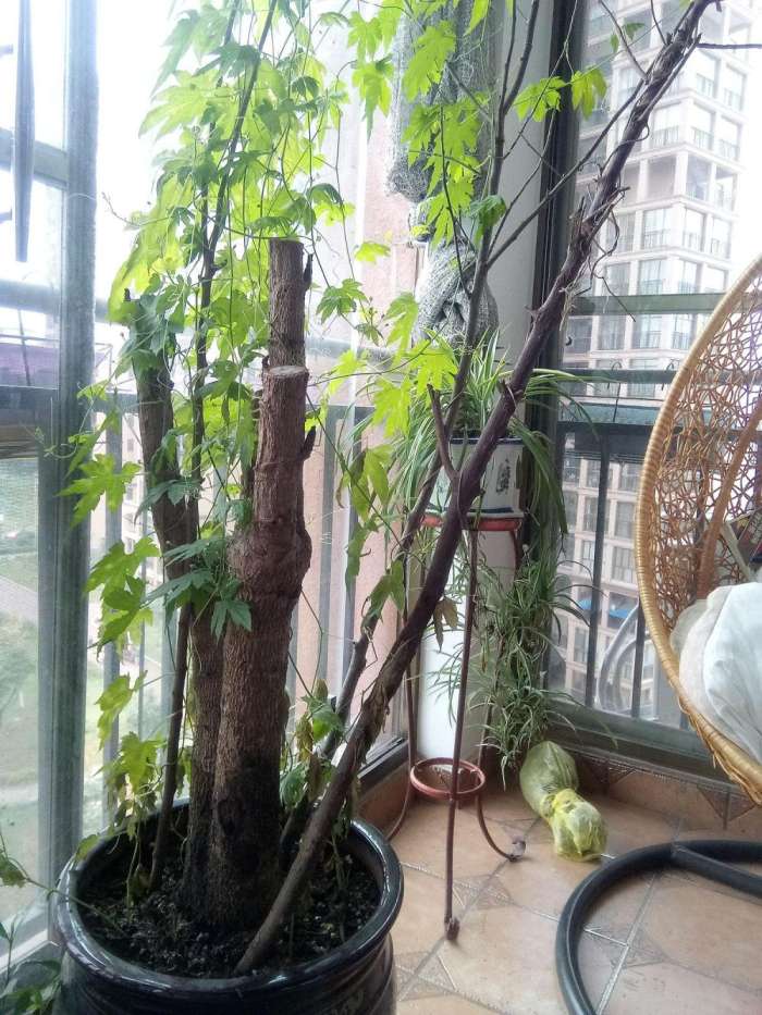 红辣椒q7,q7红辣椒评测