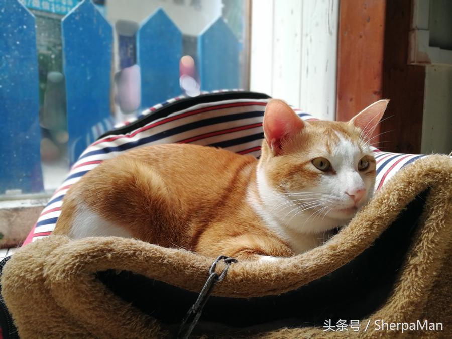 荣耀v9和p10plus哪个性价比高,荣耀v9和p10哪个更好