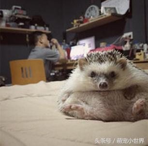 奶奶也有养刺猬？超肉感刺猬胖到跟小猪一样让人笑喷：到底吃多少