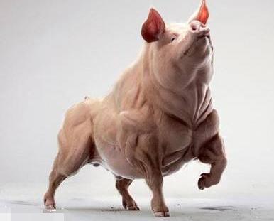 体脂秤和体重秤的区别,体重秤和体脂秤有什么区别