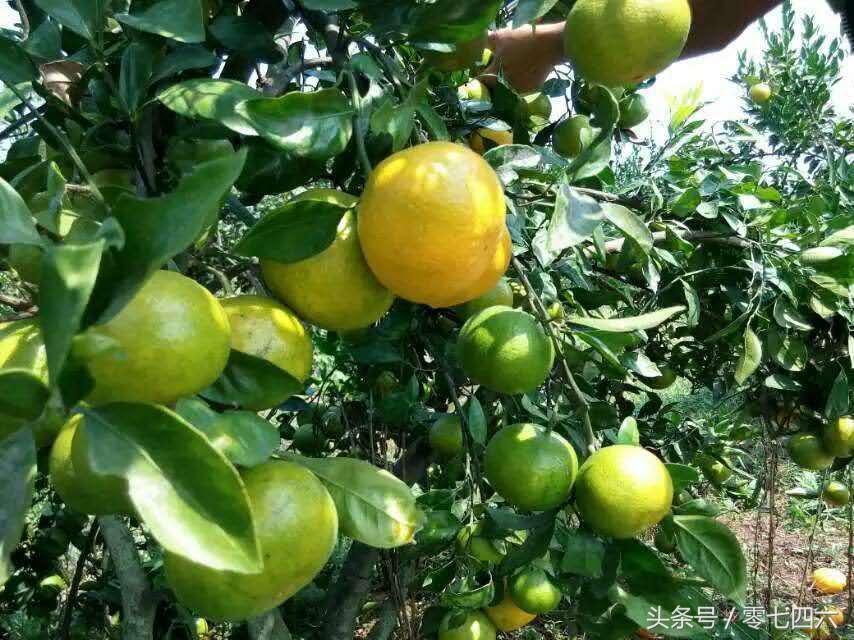 都市丽人回村日记,女白领回乡创业日记