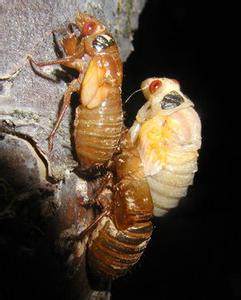 一些奇奇怪怪的虫子美食,各种虫子美食大总结