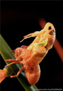 一些奇奇怪怪的虫子美食,各种虫子美食大总结