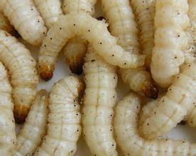 一些奇奇怪怪的虫子美食,各种虫子美食大总结