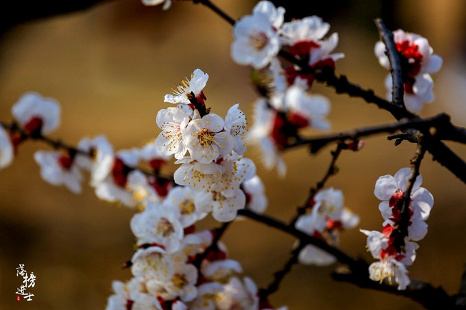 五彩小花童，在杏花从中上演三生三世！