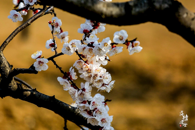 五彩小花童，在杏花从中上演三生三世！