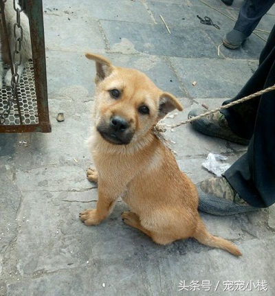 探访乡镇狗市，不是没有品相好的本土狗狗，而是没找对地方，大赞