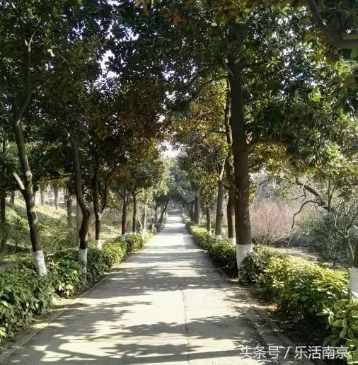 免费公园南京,南京十大公园排行榜