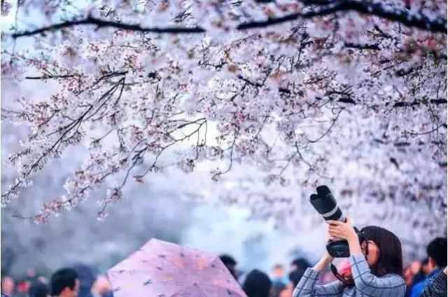 有一种美如人间烟火,当富士山遇上樱花什么意思