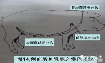 涨姿势：母猪乳腺内部结构详解