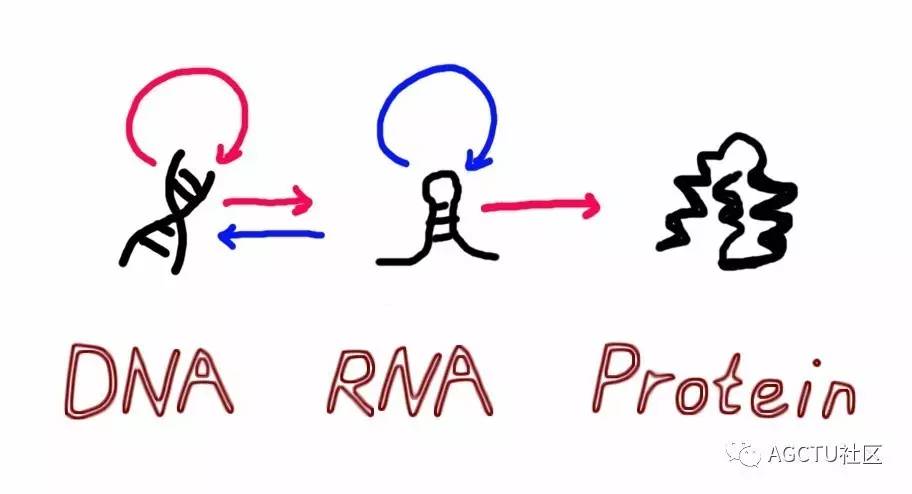 下一代测序技术原理,测序的原理