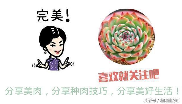 萝藦科多肉是什么颜色的,多肉植物之萝藦