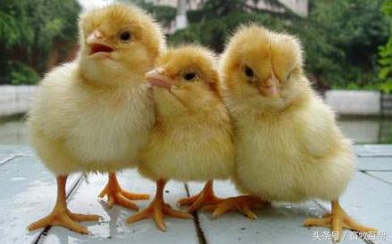 养鸡户治疗鸡病,养鸡时咋用中草药预防与治疗鸡病