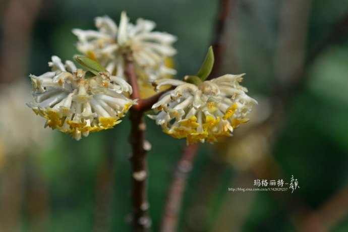 植物美图欣赏,仙气十足的植物图片