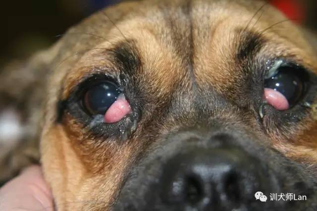 狗狗眼角处出现膜，或者有红色的突起，正常吗？