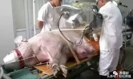 初产母猪难产怎么处理,头胎母猪难产有什么好办法治疗