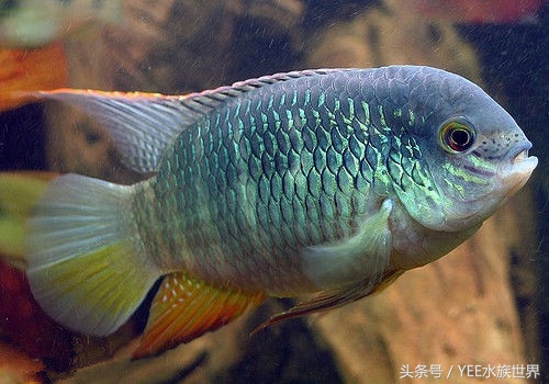 玉面皇冠单养一只好吗,玉面皇冠养起来好看吗