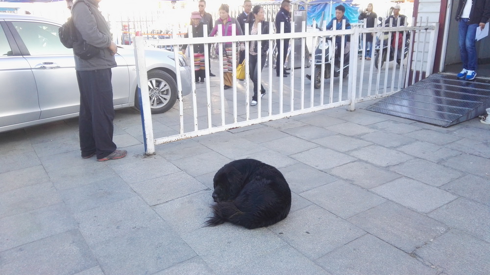 狗狗在西藏老是气喘,小型狗去西藏有高原反应怎么办