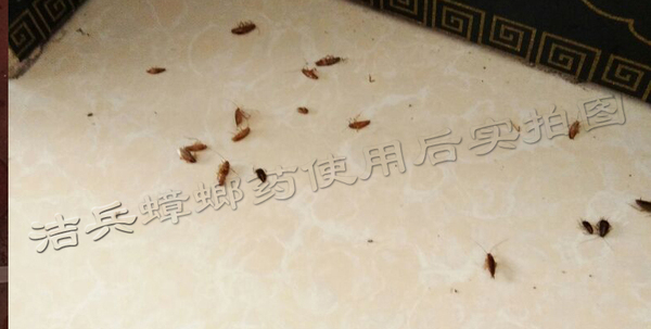 鄞州上门灭蟑螂杀虫,杀虫公司杀蟑螂效果怎么样