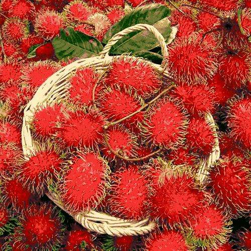 这芒果的味道太惊艳!年销6000万的批发商靠它成上海芒果一姐