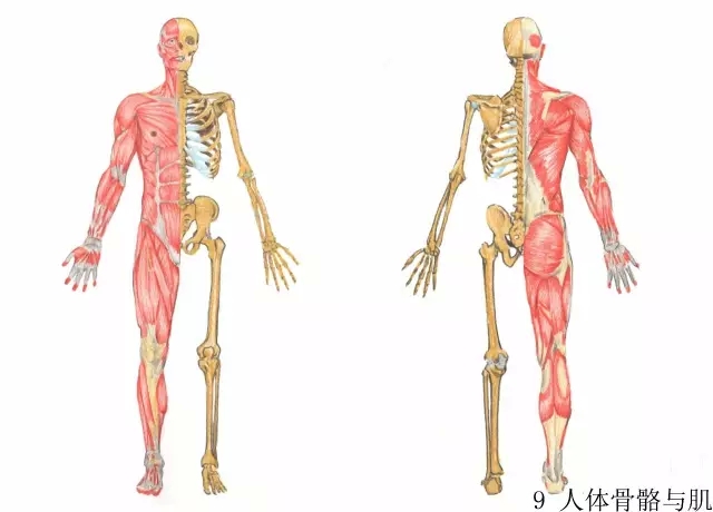 正所谓画骨画皮也画心,画皮画骨还画心