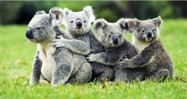 刘强东与奶茶妹妹的婚礼举办地大堡礁到底有多美？自己去看！