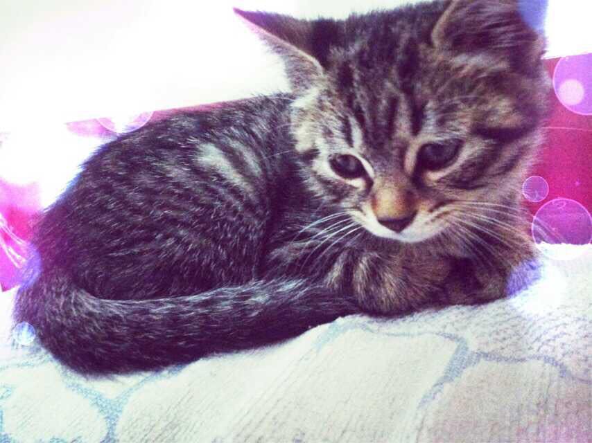 养猫的铲屎日记,养猫日记冻干猫粮