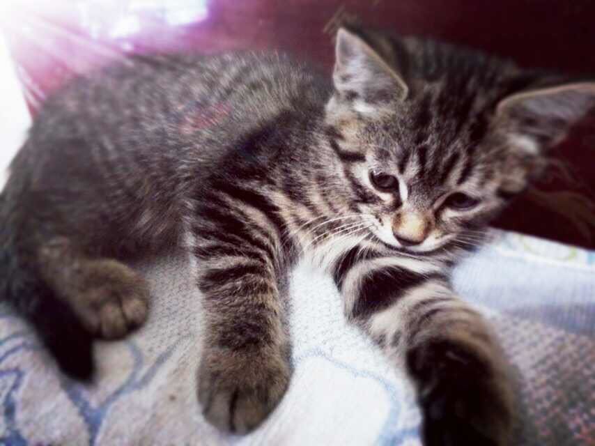 养猫的铲屎日记,养猫日记冻干猫粮