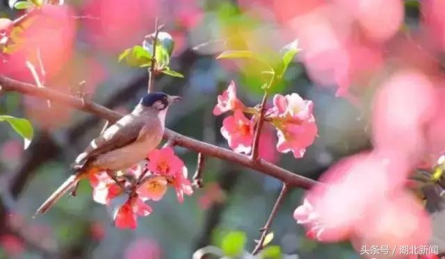 只剩最后几天，还不赶紧赏花！小心后悔一年！