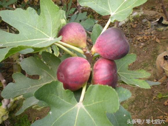 永州现真人开心农场-你还让人偷菜吗?