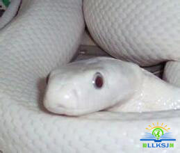 路遥知马力日久见人心配音,路遥知马力日久见人心是谁说的