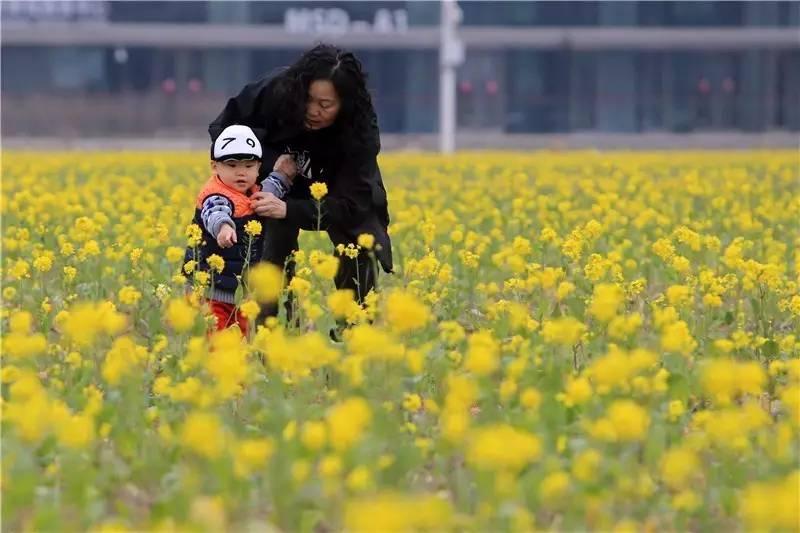 光阴正好花期已至，泰达有花海，何须羡婺源？