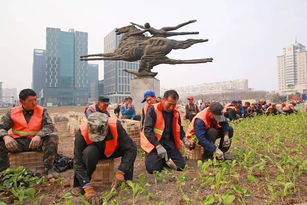 光阴正好花期已至，泰达有花海，何须羡婺源？