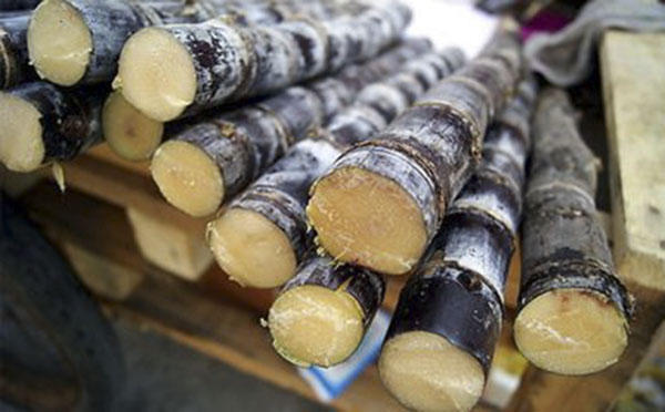 女性吃甘蔗的危害,儿童吃甘蔗的危害