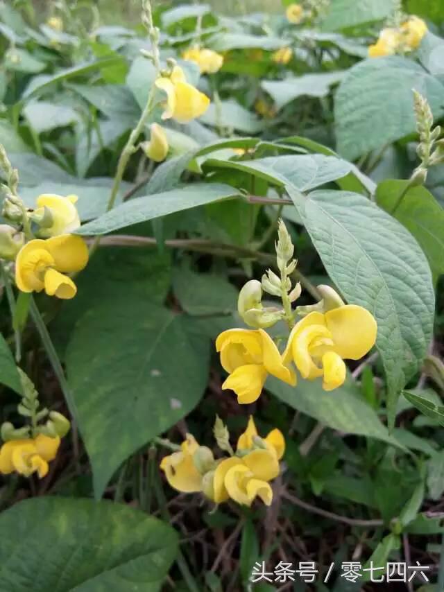 都市丽人回村日记,女白领回乡创业日记