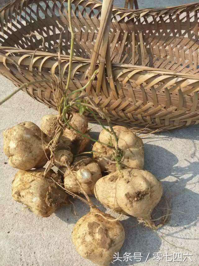 都市丽人回村日记,女白领回乡创业日记