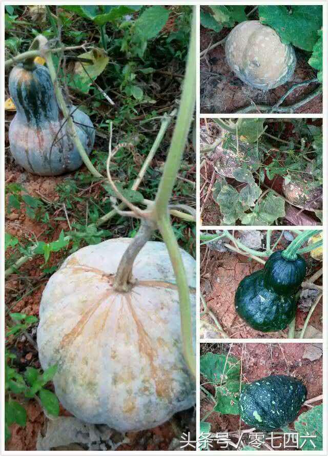 都市丽人回村日记,女白领回乡创业日记